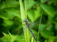 Früher Schilfjäger Libelle Männchen